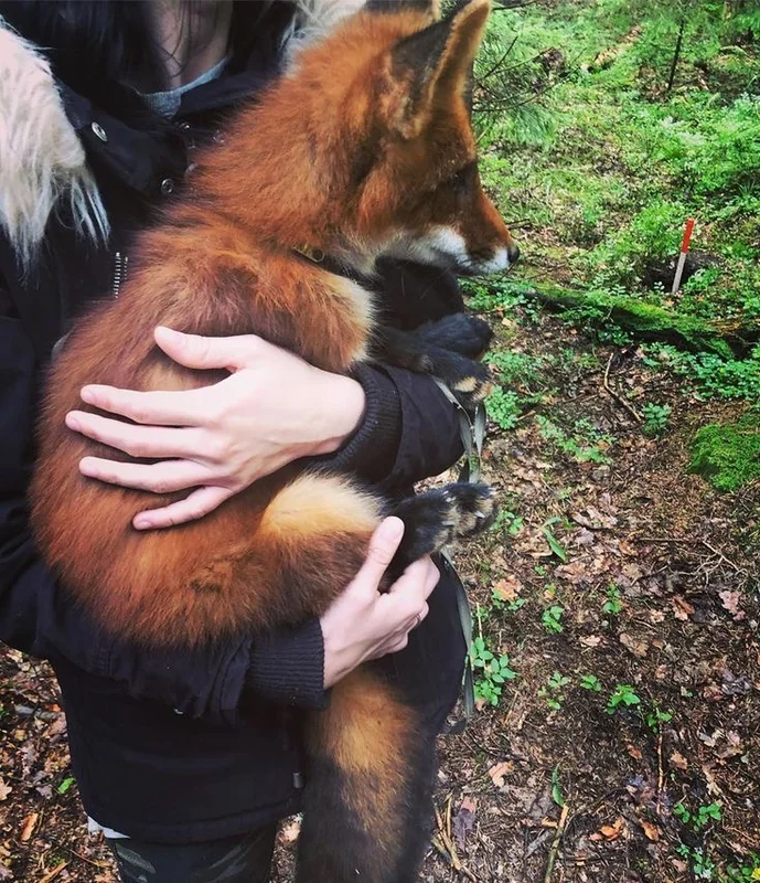 siberianluv